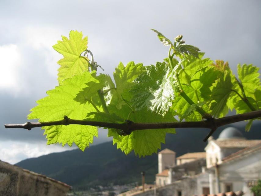 Apartmán Il Nibbio - Soffitta Delle Ginestre Morano Calabro Exteriér fotografie